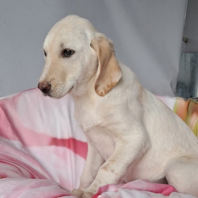 Simba - aufgeweckt, und neugierig / Vorgemerkt, Mischling Welpen - Rüde