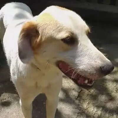 Simba - ein aufgeschlossener und agiler Hund, Mischling - Rüde