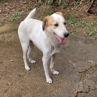 Simba - ein aufgeschlossener und agiler Hund, Mischling - Rüde