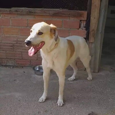 Simba - ein aufgeschlossener und agiler Hund, Mix - Rüde
