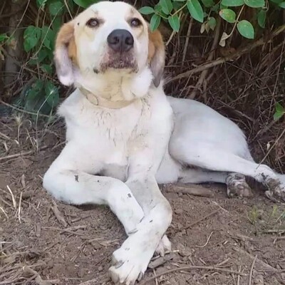 Simba - ein aufgeschlossener und agiler Hund, Mix - Rüde