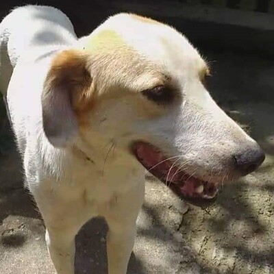 Simba - ein aufgeschlossener und agiler Hund, Mix - Rüde
