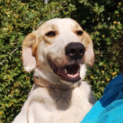 Simba - ein aufgeschlossener und agiler Hund, Mix - Rüde