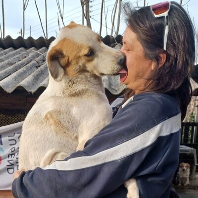 Simba - ein aufgeschlossener und agiler Hund, Mix - Rüde