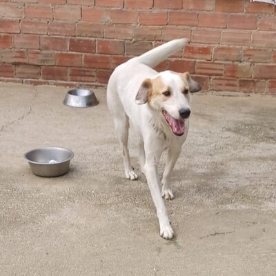 Simba - ein aufgeschlossener und agiler Hund, Mix - Rüde