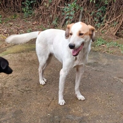 Simba - ein aufgeschlossener und agiler Hund, Mix - Rüde