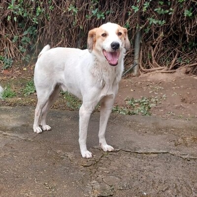 Simba - ein aufgeschlossener und agiler Hund, Mix - Rüde