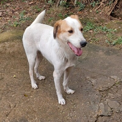 Simba - ein aufgeschlossener und agiler Hund, Mix - Rüde