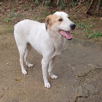 Simba - ein aufgeschlossener und agiler Hund, Mix - Rüde
