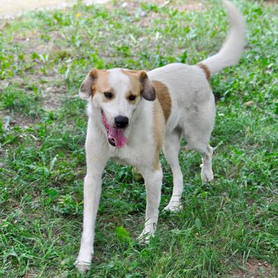 Simba - ein aufgeschlossener und agiler Hund, Mix - Rüde