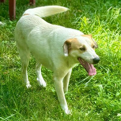 Simba - ein aufgeschlossener und agiler Hund, Mix - Rüde