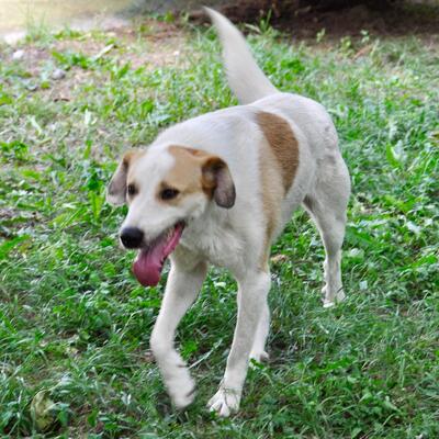 Simba - ein aufgeschlossener und agiler Hund, Mix - Rüde