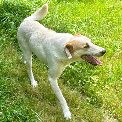 Simba - ein aufgeschlossener und agiler Hund, Mix - Rüde