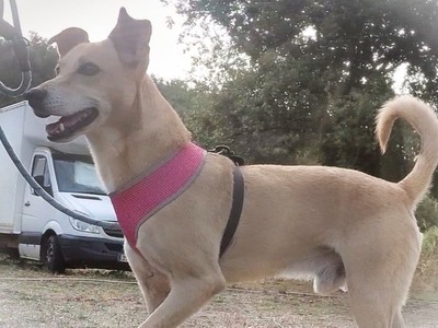 Simba - ein freundlicher Bursche, Mischling - Rüde