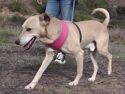 Simba - ein freundlicher Bursche, Mischling - Rüde