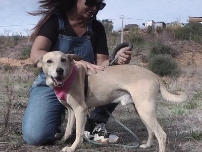 Simba - ein freundlicher Bursche, Mischling - Rüde