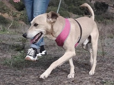 Simba - ein freundlicher Bursche, Mischling - Rüde