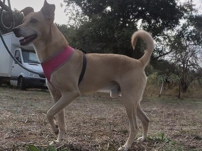 Simba - ein freundlicher Bursche, Mischling - Rüde