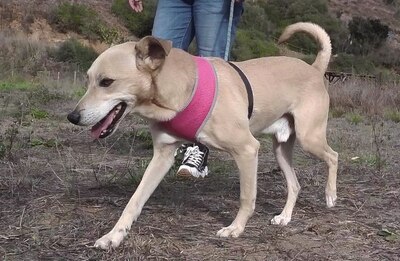 Simba - ein freundlicher Bursche