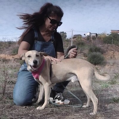 Simba - ein freundlicher Bursche, Mischling - Rüde