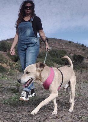 Simba - ein freundlicher Bursche, Mischling - Rüde