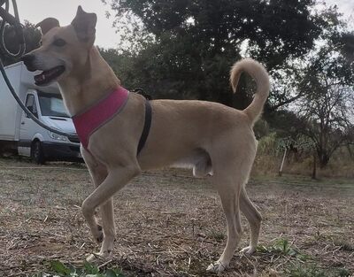 Simba - ein freundlicher Bursche, Mischling - Rüde