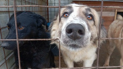 Simba – leise Schritte auf dem Weg ins Glück