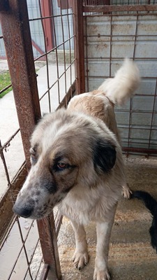 Simba – leise Schritte auf dem Weg ins Glück, Mischling - Hündin