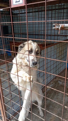 Simba – leise Schritte auf dem Weg ins Glück, Mischling - Hündin