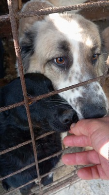 Simba – leise Schritte auf dem Weg ins Glück, Mischling - Hündin