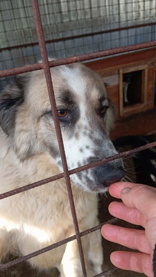 Simba – leise Schritte auf dem Weg ins Glück, Mischling - Hündin