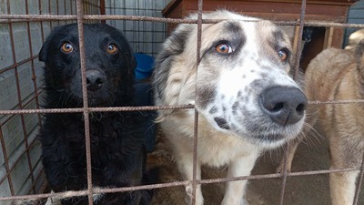 Simba – leise Schritte auf dem Weg ins Glück, Mischling - Hündin