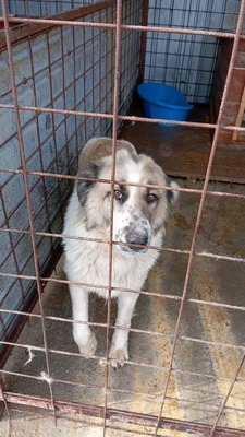 Simba – leise Schritte auf dem Weg ins Glück, Mischling - Hündin