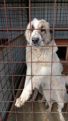 Simba – leise Schritte auf dem Weg ins Glück, Mischling - Hündin