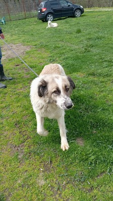 Simba – leise Schritte auf dem Weg ins Glück, Mischling - Hündin