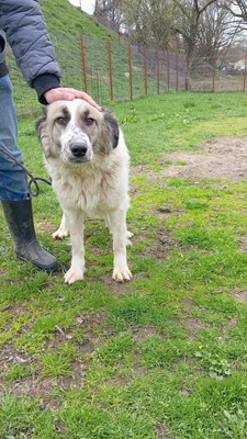 Simba – leise Schritte auf dem Weg ins Glück, Mischling - Hündin