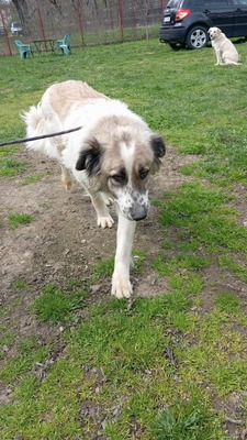 Simba – leise Schritte auf dem Weg ins Glück, Mischling - Hündin