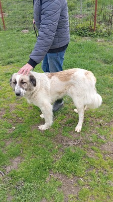 Simba – leise Schritte auf dem Weg ins Glück, Mischling - Hündin