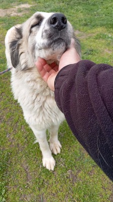 Simba – leise Schritte auf dem Weg ins Glück, Mischling - Hündin