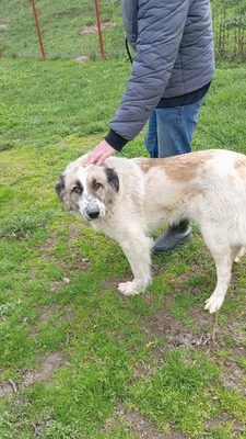 Simba – leise Schritte auf dem Weg ins Glück, Mischling - Hündin