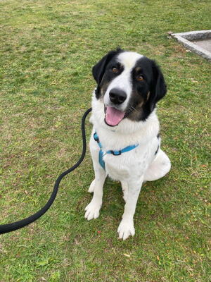 Simo - NOTFALL Österreich