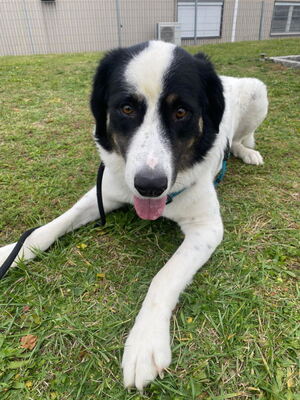 Simo - NOTFALL Österreich, Mischling - Rüde