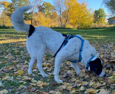 Simo - NOTFALL Österreich, Mischling - Rüde