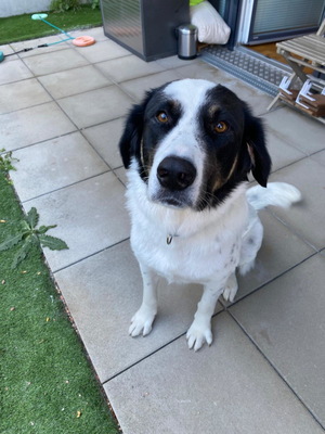 Simo - NOTFALL Österreich, Mischling - Rüde