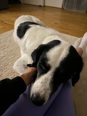 Simo - NOTFALL Österreich, Mischling - Rüde