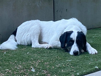 Simo - NOTFALL Österreich, Mischling - Rüde