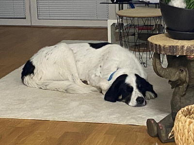 Simo - NOTFALL Österreich, Mischling - Rüde