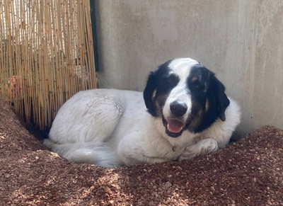 Simo - NOTFALL Österreich, Mischling - Rüde