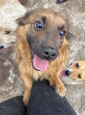 Simon, Mix - Rüde