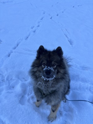 Sina, Eurasier - Hündin